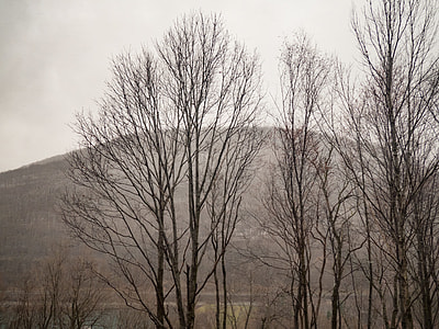 brown tree under the mountain at daytime thumbnail