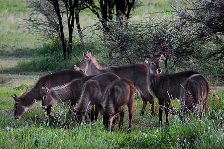brown donkeys on field thumbnail