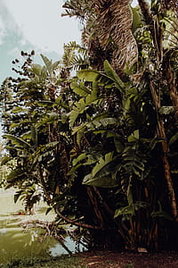 Tropical Botanical Garden in Belem, Lisbon, Portugal thumbnail