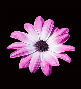 close-up photo of pink and white daisybush flower thumbnail