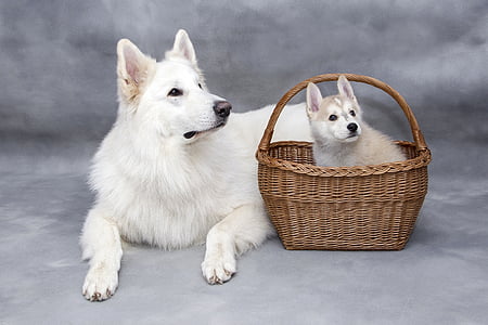 white Siberian husky beside puppy inside brown wicker basket thumbnail