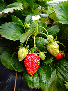 ripe and unripe strawberries photography thumbnail
