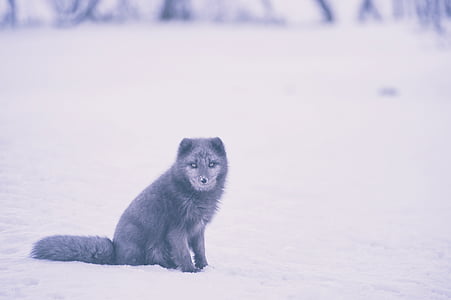 short-coated gray wolf on top snow thumbnail