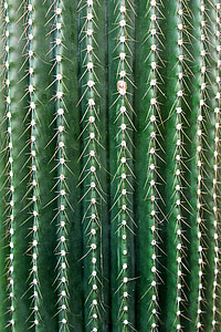 green cactus close-up photo thumbnail