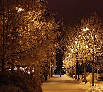 person walking on pathway between trees at nighttime thumbnail