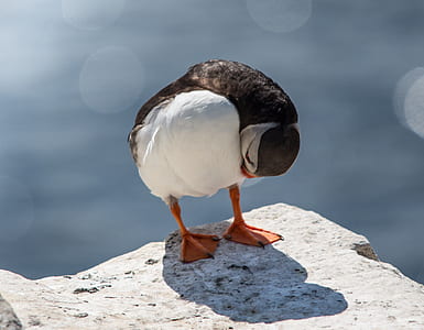 white and black duck on gray surface thumbnail