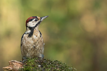 close up of short-beak gray bird thumbnail