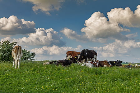 cows on grass thumbnail