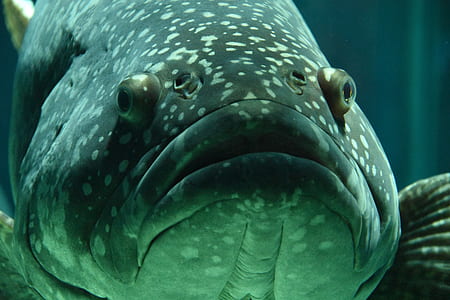close-up photography of gray fish thumbnail