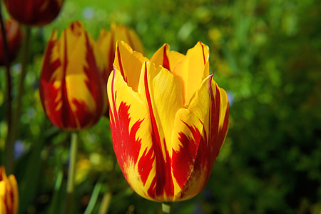 yellow-and-red tulips thumbnail