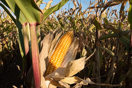 close-up photo of yellow corn thumbnail