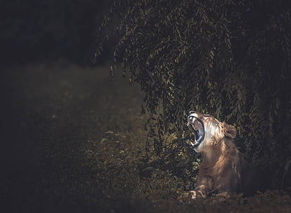 howling lioness under tree thumbnail