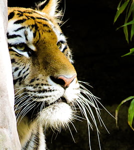 close-up brown and white tiger thumbnail