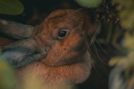close-up photography of brown and gray rabbit thumbnail