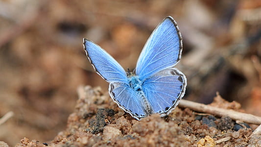 common blue butterfly thumbnail