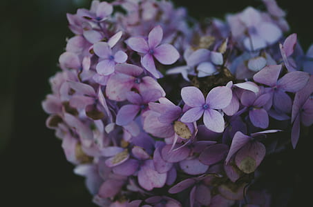 purple flowers thumbnail