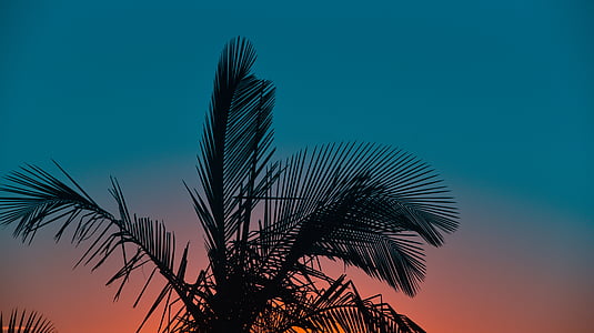 silhouette of palm tree under blue sky thumbnail