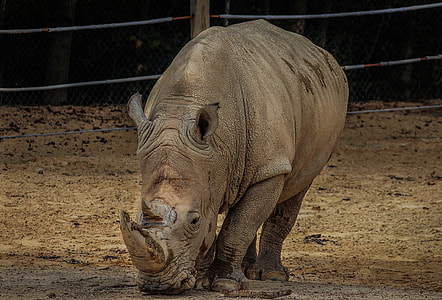 brown rhinoceros thumbnail