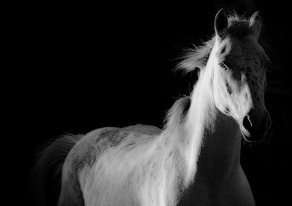 horse galloping at the background thumbnail