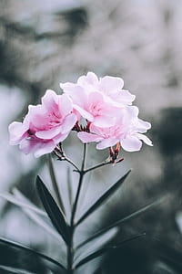 selective focus photography of pink petaled flowers thumbnail