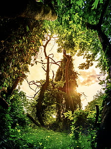 view from green forest thumbnail