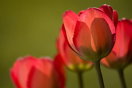pink tulips in shallow focus lens thumbnail