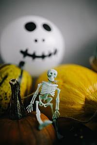 Pumpkins & Halloween thumbnail
