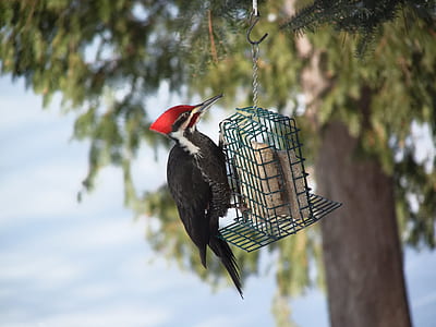 red and black woodpecker beside cage thumbnail