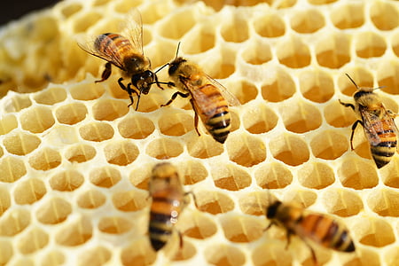 close-up photo of honeybees on honeycomb thumbnail