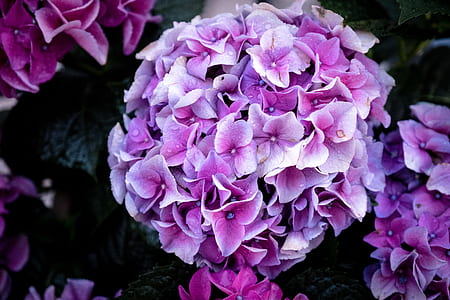 white and purple flower bouquet thumbnail