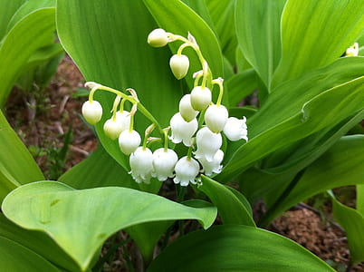 selective focus photography of white petaled flowers thumbnail