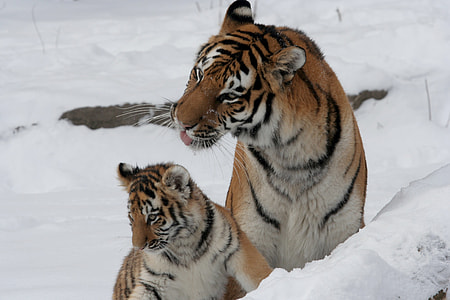 Tiger with cub on snow thumbnail