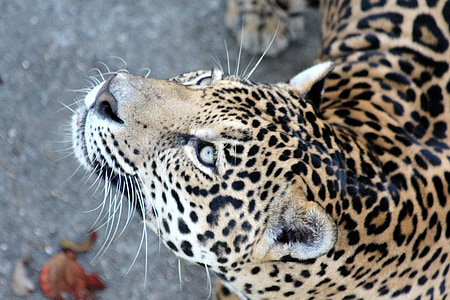 photography of leopard thumbnail
