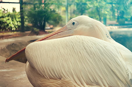 Pelicans Bahamas thumbnail