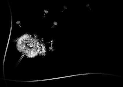 white dandelion on black background thumbnail