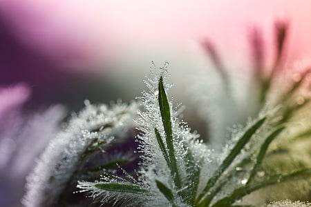 micro photography of green grass with water dew thumbnail