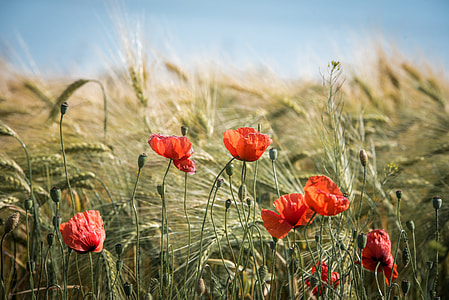 selective focus photography of orange Poppy flower field thumbnail