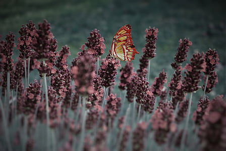 brown and yellow butterfly perched on brown flower at daytime thumbnail