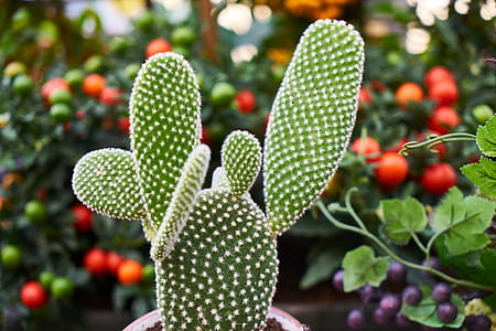 closeup photo of green prickly pear cactus thumbnail