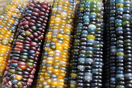 close-up photo of five assorted-color corns thumbnail
