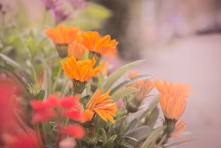 orange flowers thumbnail