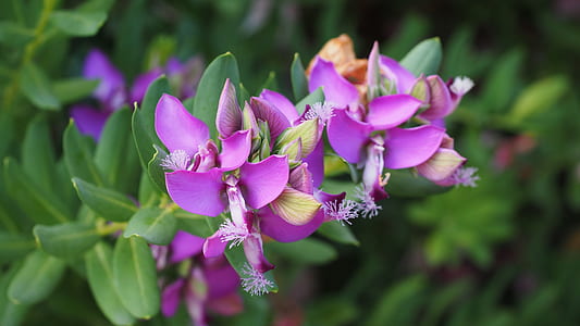 purple petaled flower thumbnail