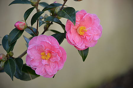 pink and yellow petaled flowers thumbnail