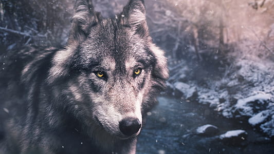 silver wolf thumbnail