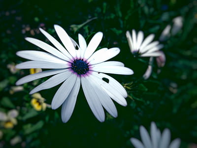 nature, flowers, petals, blur thumbnail