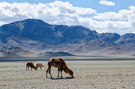 brown camel on brown sand thumbnail