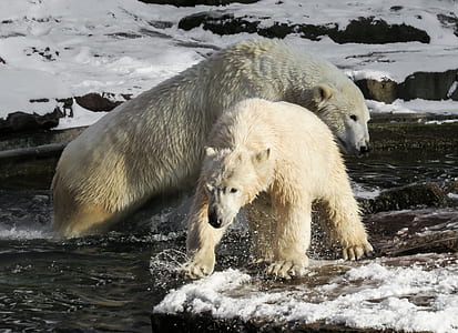 photo of two white bears on body of water thumbnail