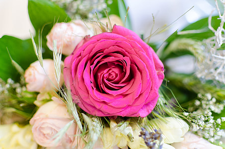 pink rose flower thumbnail