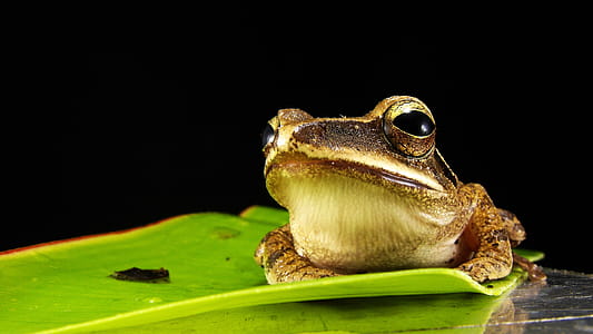 Brown and Gray Frog on Green Leaf thumbnail