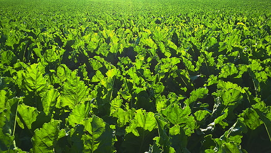field of green leafed plants thumbnail